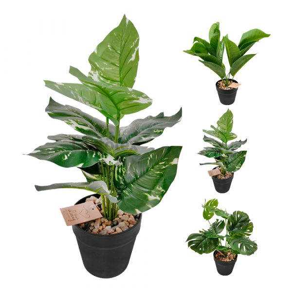 VIHERKASVI RUUKUSSA 38cm