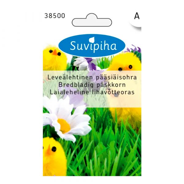 PÄÄSIÄISOHRA       LEVEÄLEHTINEN